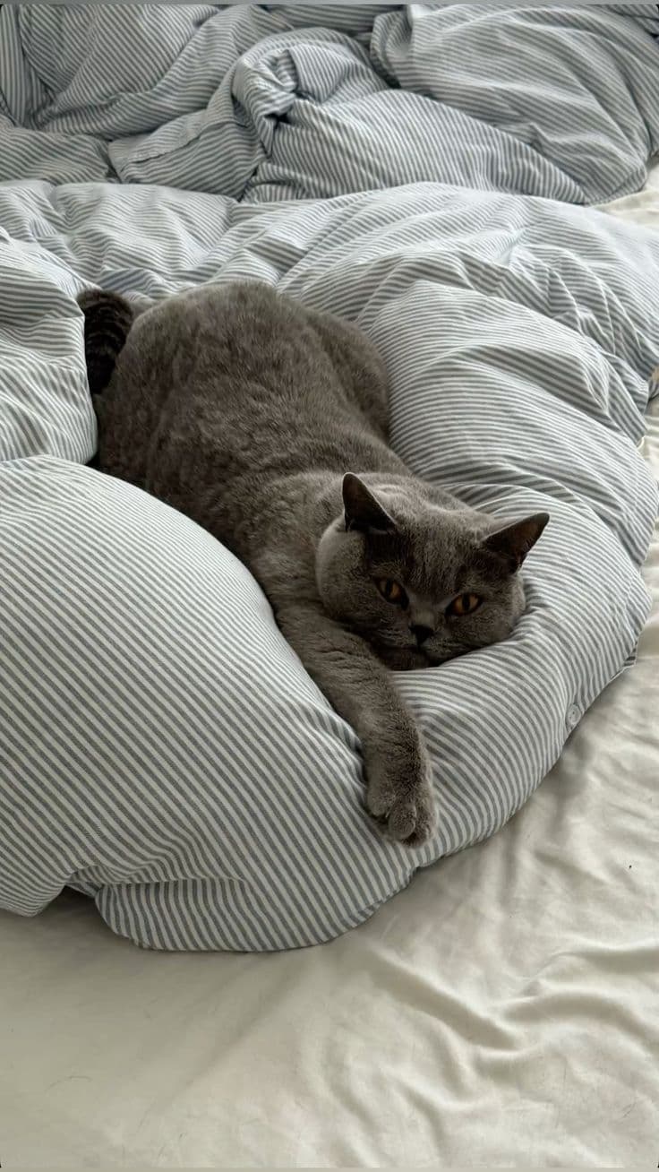 Chat British Shorthair blotti dans des draps