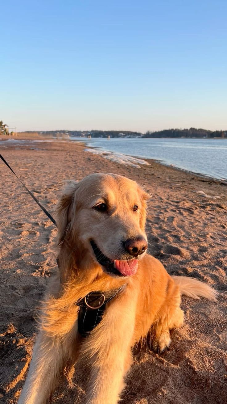 Golden Retriever souriant sur la plage